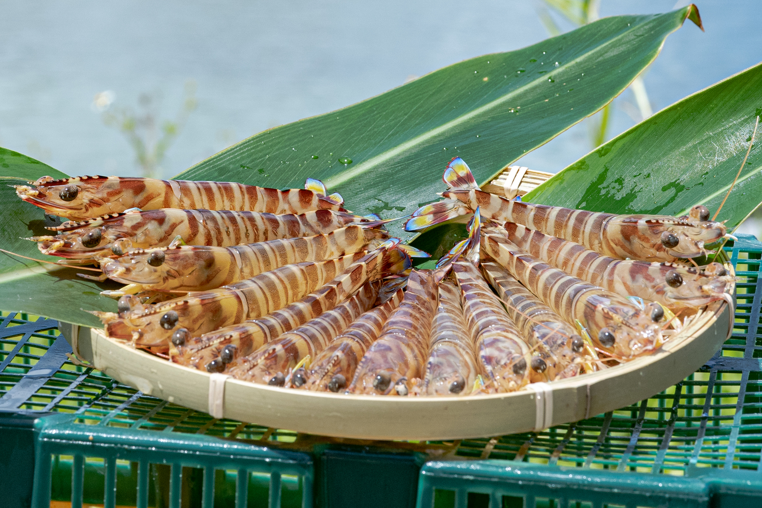 板馬産車海老ブランド化プロジェクト｜YUIMA